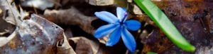 aromas flor azul productos